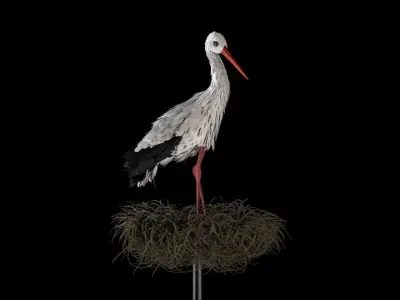 Stork 3D model feathers  3D model