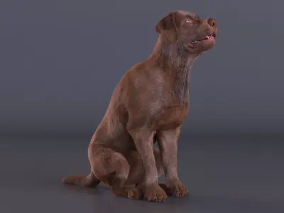 Brown Labrador Dog Begging Pose Fur Animated Rigged for Cinem... 3D model