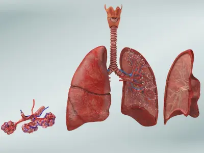 Anatomical Cross-Sectoion of LUNGS Low-poly 3D model