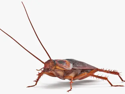  Rigged Animated Cockroach Collection for Cinema 4D 