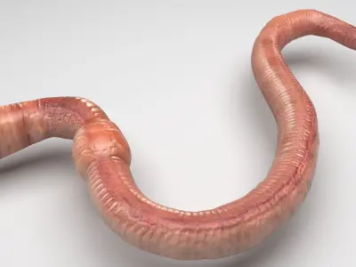 Earthworm 3D model 4