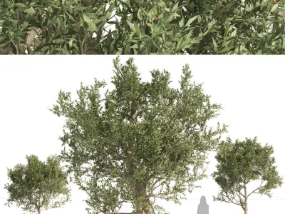  Mediterranean Olive Trees 
