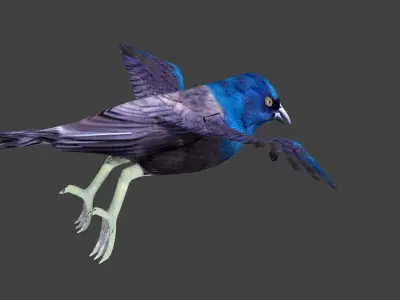 common grackle animated 3D model