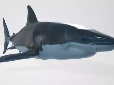 Shark 3D model purchase