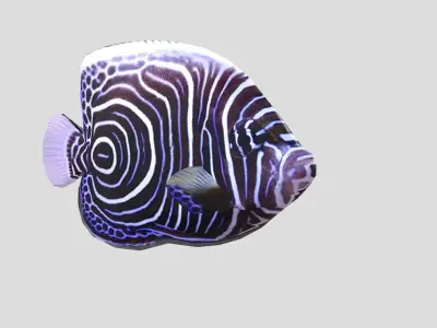 Emperor Angelfish Realistic Animated Low-poly 3D model purchase