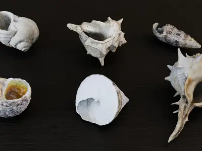Sea shells collection Vol 3 Low-poly 3D model Low-poly 3D model