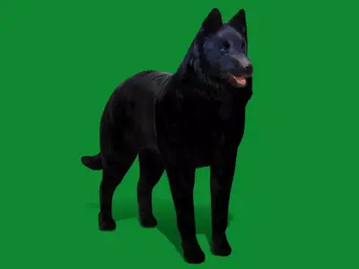 Groenendael Belgian Sheepdog Free 3D model