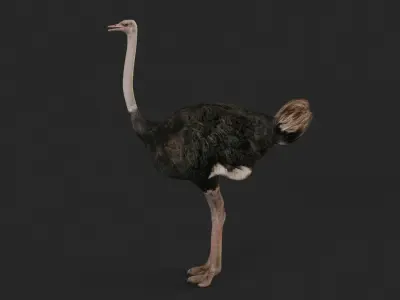 Ostrich 3D model buy