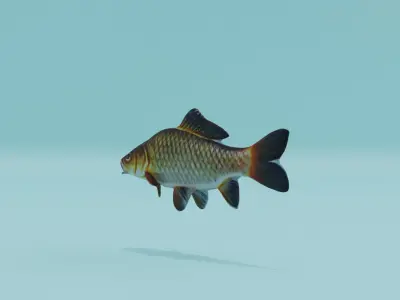 Carp Fish Low-poly 3D model