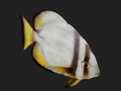 Batfish Low-poly 3D model
