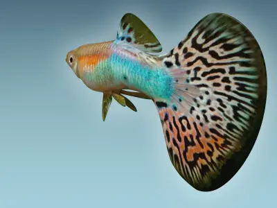 Guppy Fish 3D model purchase