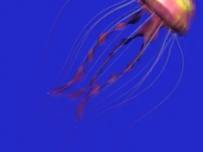 Jellyfish Rigged Low-poly 3D model