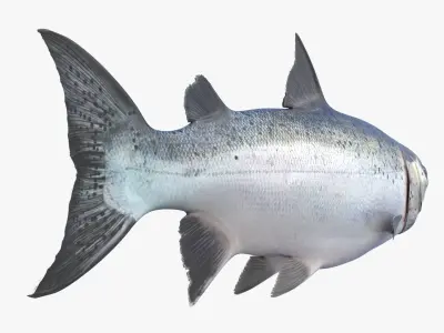  Atlantic Salmon For Blender 