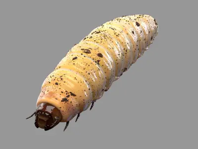 Maggot (Rigged) 3D model