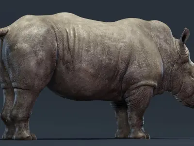 Rhino Rigged 3D model