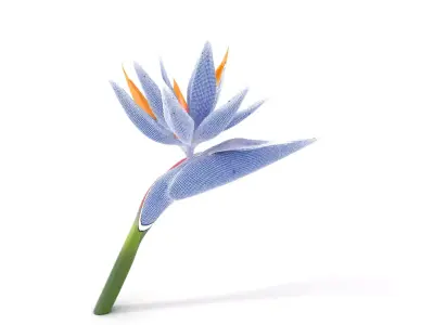 Bird of Paradise Flower model pack Low-poly 3D model
