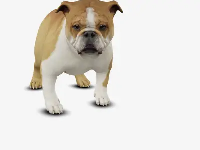 Dog English Bulldog Low-poly 3D model