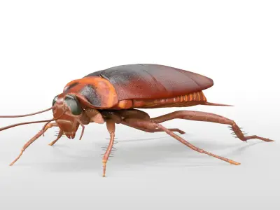 Cockroach Rigged 3D model purchase