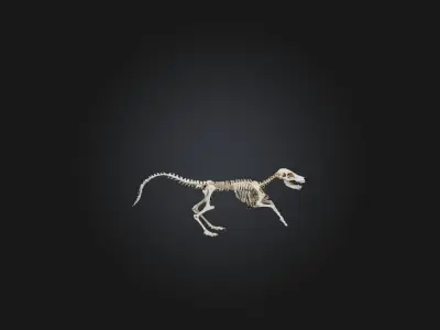 Realistic Coyote Skeleton Model Low-poly 3D model