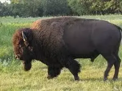 Bison big beast 3D model