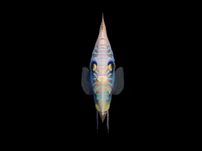 Discus fish Free 3D model