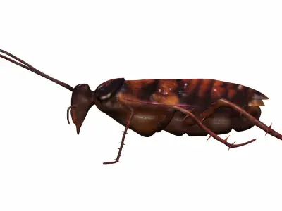 Cockroach Low-poly 3D model purchase