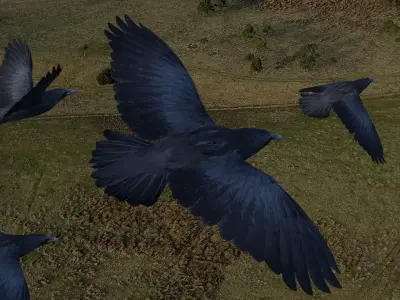 Animated low poly crow Low-poly 3D model