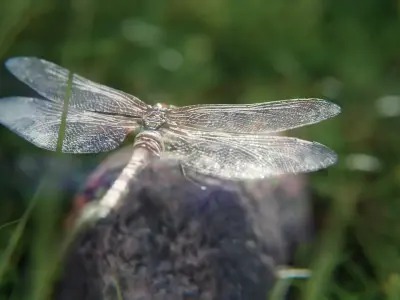 dragonfly 3D model buy