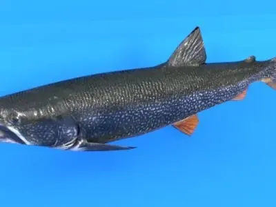 Trout sockeye salmon Low-poly 3D model