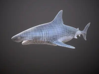 GREAT WHITE SHARK Low-poly 3D model 8