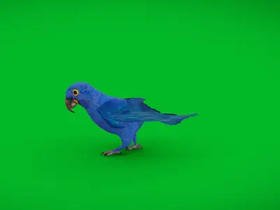 Hyacinth Macaw Parrot Low-poly 3D model