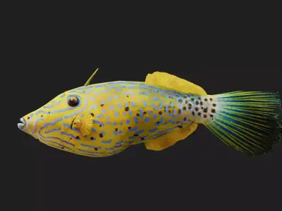 Filefish Low-poly 3D model