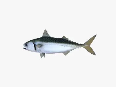 Pacific Chub Mackerel 3D model