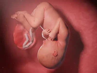 Fetus Week 35 Animated 3D model