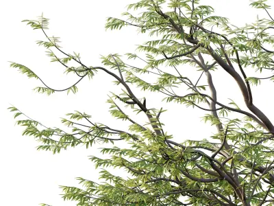 Mountain Ash Tree 013 3D model