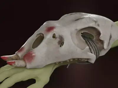 Prehistoric brass knuckles skull Low-poly 3D model