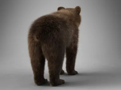Little Brown bear Animated 3D model