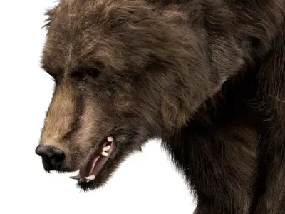  Bear (Fur) (Rigged) 