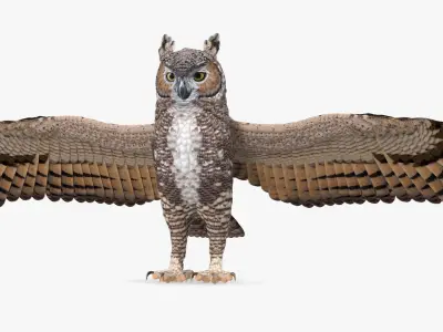 Great Horned Owl Rigged for Maya 3D model