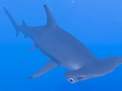 Hammerhead Shark Low-poly 3D model 6