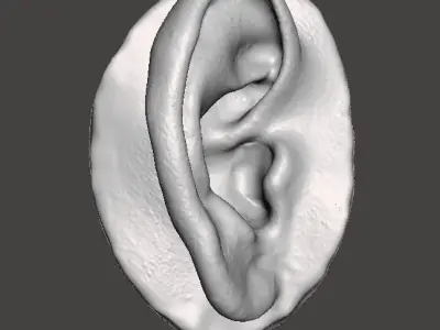 Real human ear anatomy 3D print model