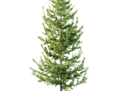 Maidenhair Ginkgo Biloba Tree 04 3D model
