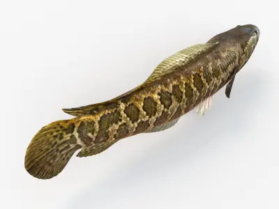 Snakehead fish Animated 3D model purchase
