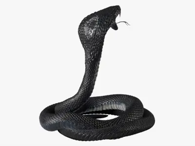  Cobra Snake Rigged 3D 