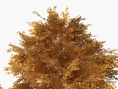 Lowpoly Realistic Autumn American Beech Tree 3D model