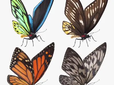 Butterfly Collection 3D model