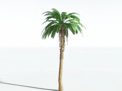 EVERYPlant African Oil Palm 2 --16 Models-- 3D model