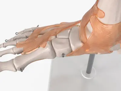  Anatomical Foot Structure with Muscle and Bone System Rigged 