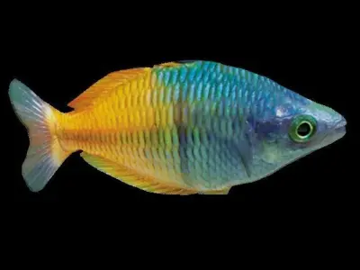 Rainbow Fish Low-poly 3D model