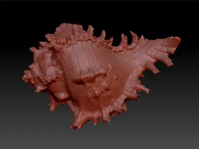 Shell Pendant Cabrits Murex Pendant  necklace charm jewelry 3D print model